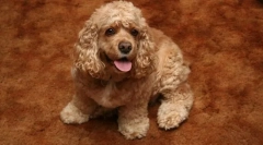 Američki cocker spaniel